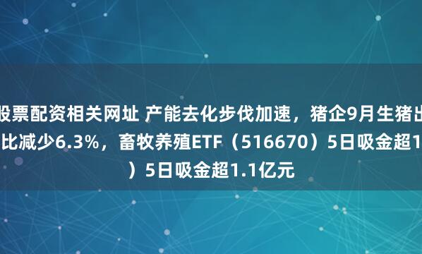 股票配资相关网址 产能去化步伐加速，猪企9月生猪出栏量环比减少6.3%，畜牧养殖ETF（516670）5日吸金超1.1亿元